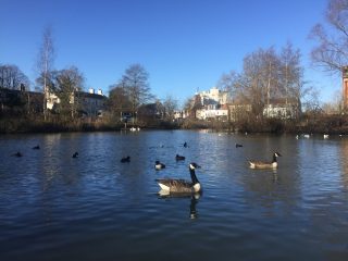 The duckpond in Barnes